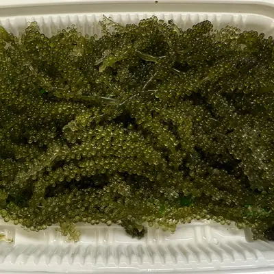 UMIBUDŌ - FRESH WILD SEA GRAPES - Caulerpa lentillifera (2).png