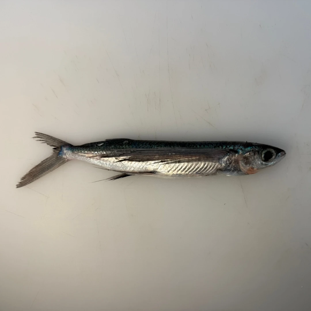 TOBIUO - FRESH WILD FLYING FISH - Cypselurus agoo.png