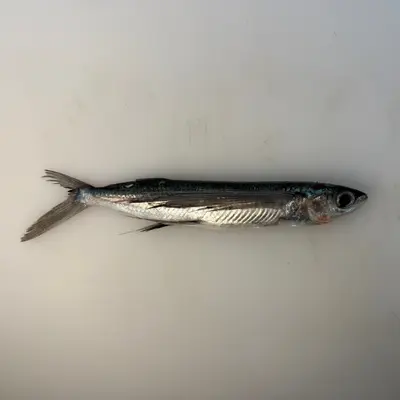 TOBIUO - FRESH WILD FLYING FISH - Cypselurus agoo.png