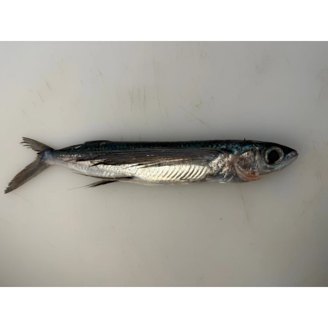 TOBIUO - FRESH WILD FLYING FISH - Cypselurus agoo (2).png