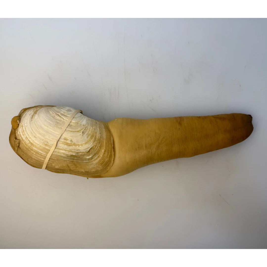 MIRUGAI - LIVE WILD BC GEODUCK in SHELL - Panopea generosa.png
