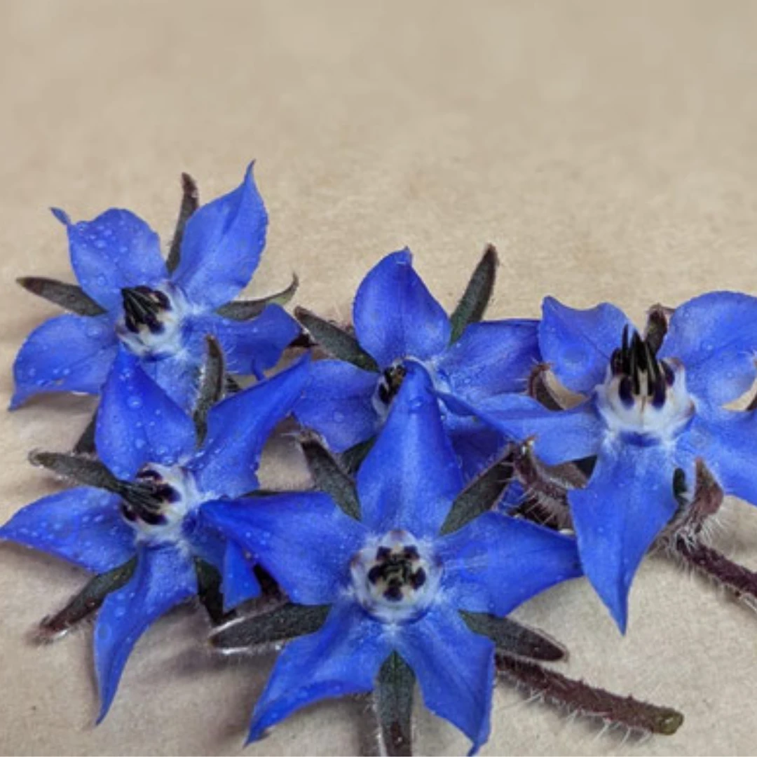 SHOKUYŌ HANA - BORAGE EDIBLE FLOWER - Borago officinalis.png