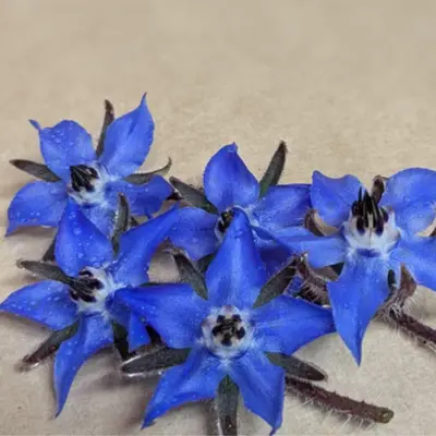 食用花  Shokuyo Hana Borage 