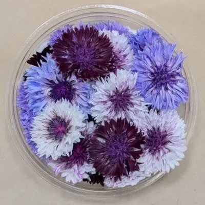 食用花  Shokuyo Hana Bachelor Buttons