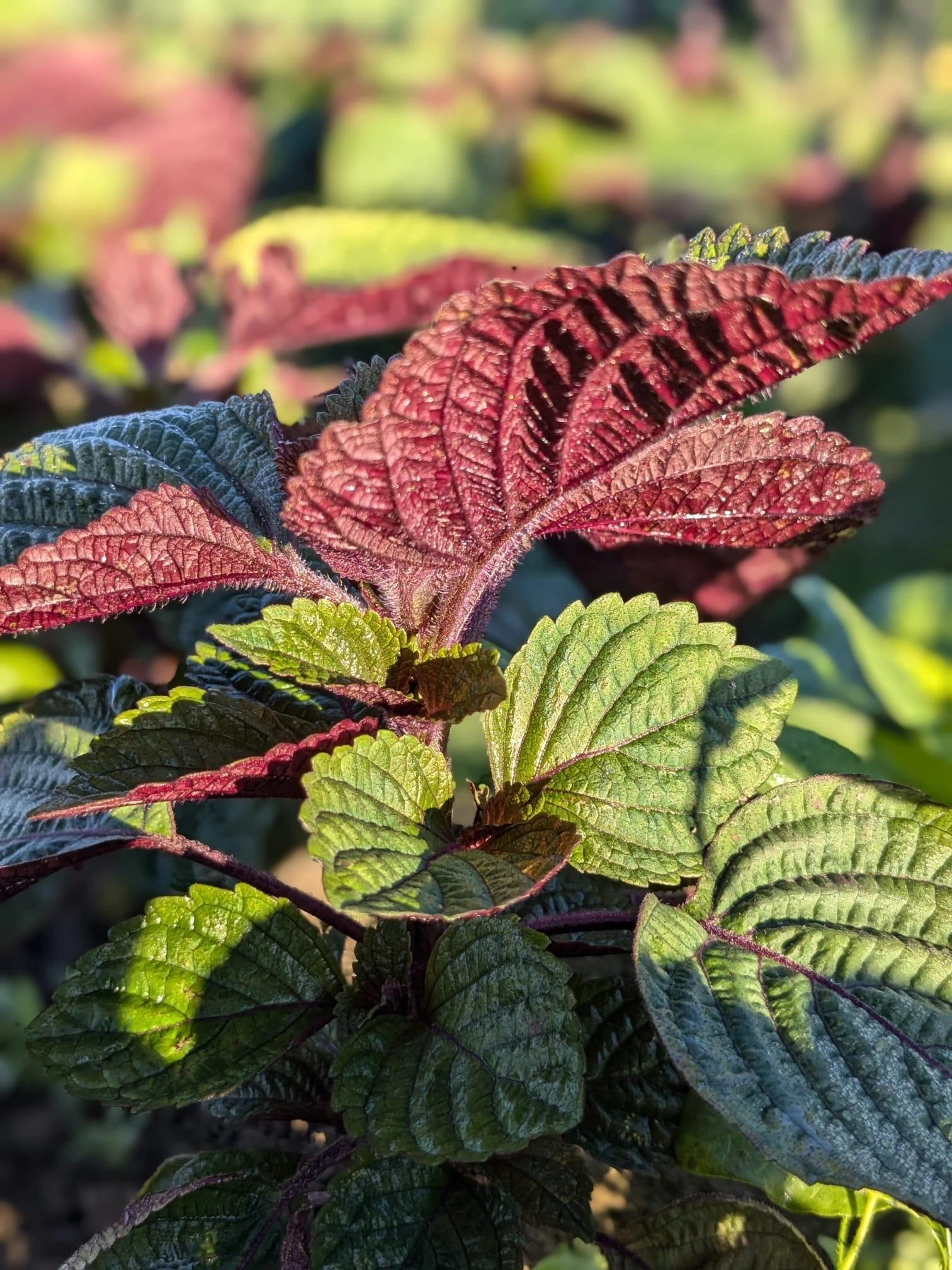 OOBA - SHISO LEAF - Perilla frutescens var. crispa.jpg