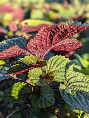 OOBA - SHISO LEAF - Perilla frutescens var. crispa.jpg