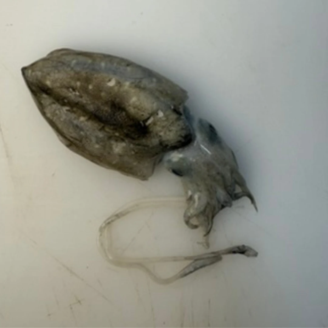 SHINIKA - FRESH WILD BABY CUTTLEFISH - Sepia esculenta.png