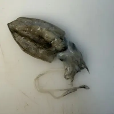 SHINIKA - FRESH WILD BABY CUTTLEFISH - Sepia esculenta.png