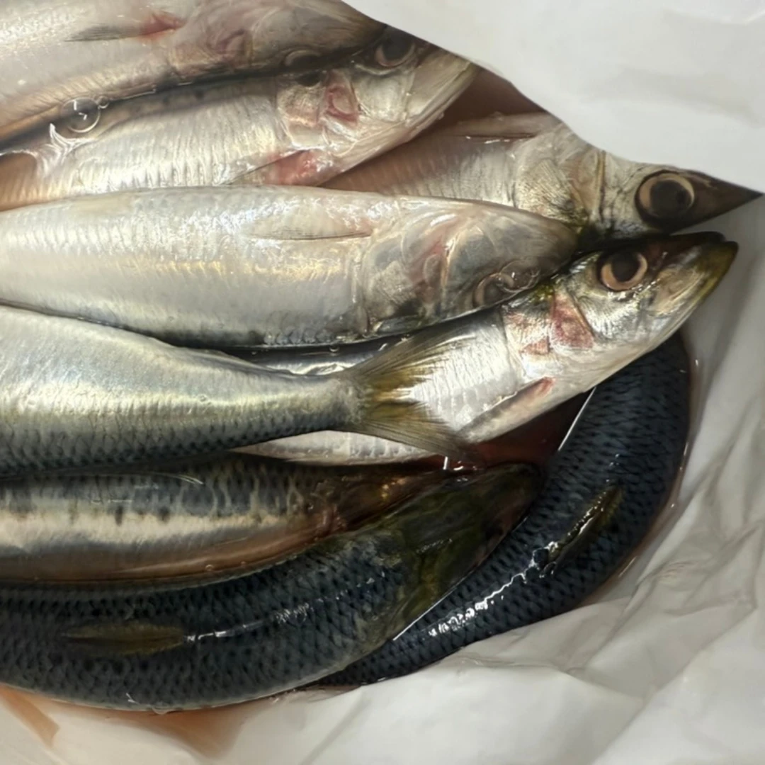 IWASHI - FRESH WILD SARDINE - Sardina Pilchardus.png