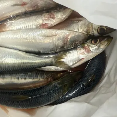 IWASHI - FRESH WILD SARDINE - Sardina Pilchardus.png