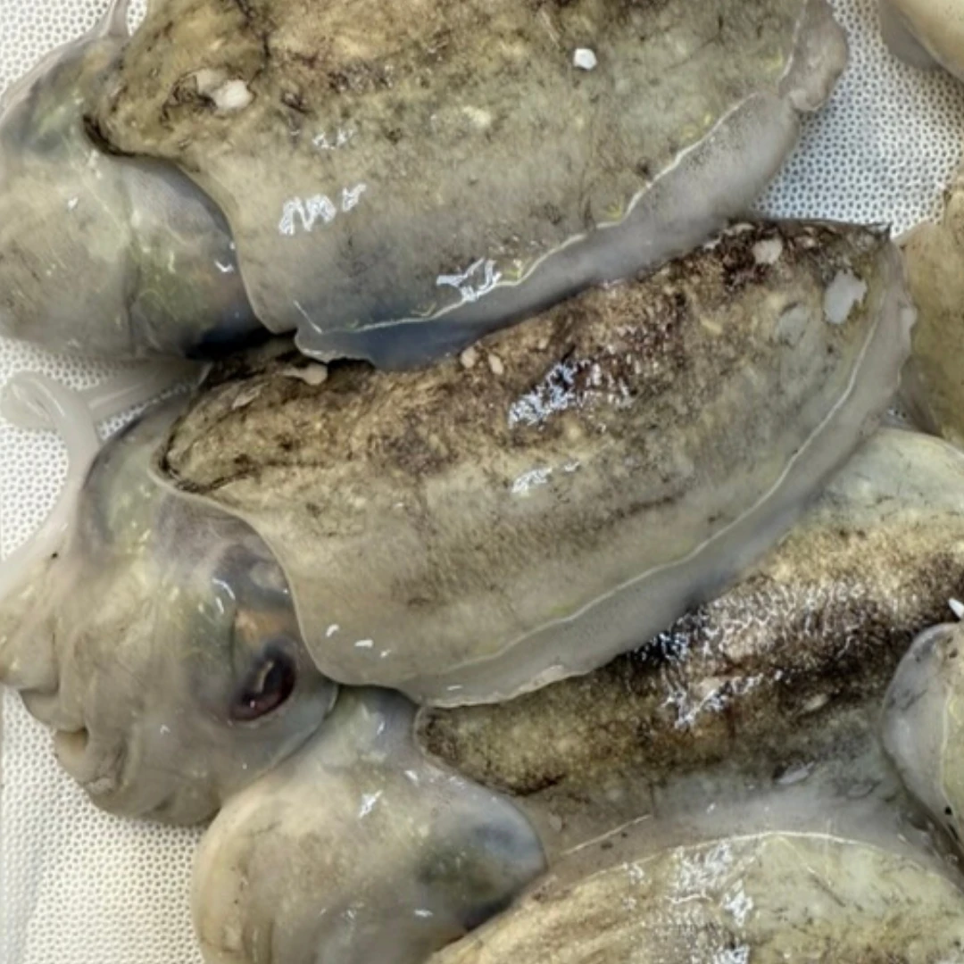 SHINIKA - FRESH WILD BABY CUTTLEFISH - Sepia esculenta (2).png