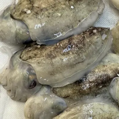 新イカ Shin Ika 80g