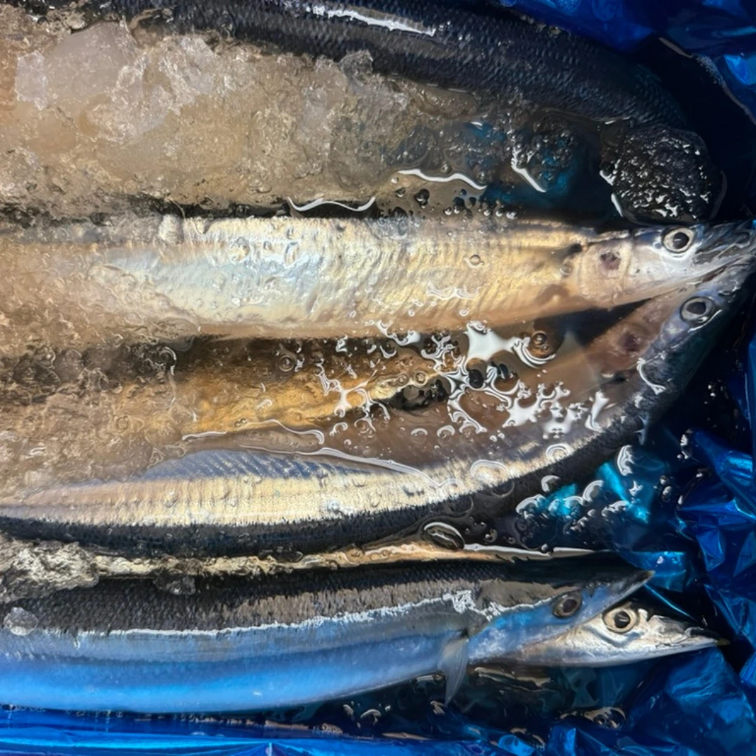 SANMA - FRESH WILD PACIFIC SAURY - Cololabis saira.png