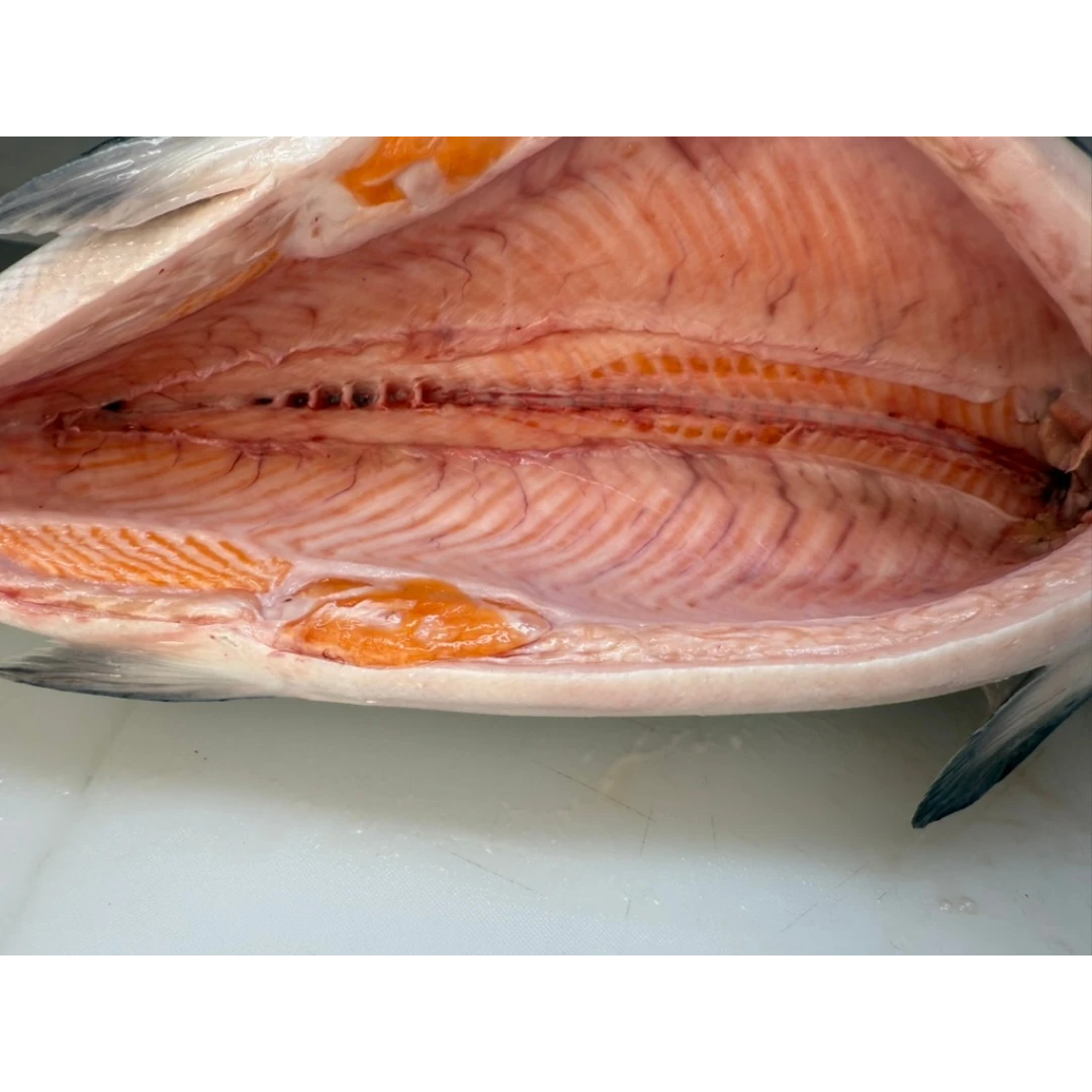 KINGU SĀMON YOSHOKU - FRESH FARMED KING SALMON - Oncorhynchus tshawytscha.png