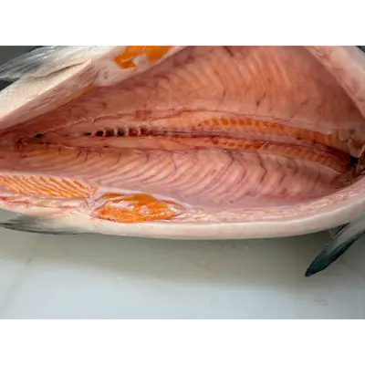 KINGU SĀMON YOSHOKU - FRESH FARMED KING SALMON - Oncorhynchus tshawytscha.png