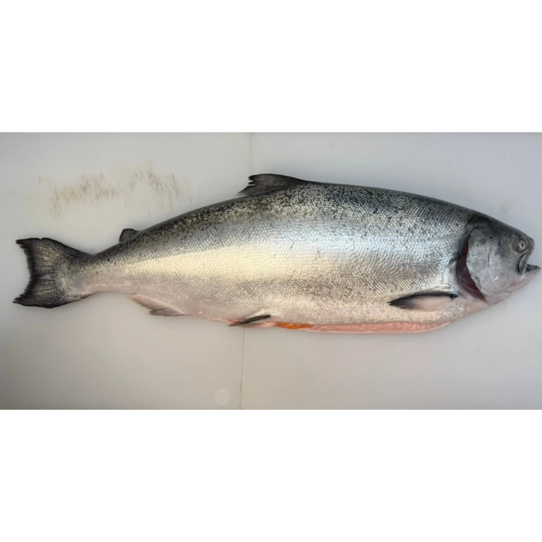 KINGU SĀMON YOSHOKU - FRESH FARMED KING SALMON - Oncorhynchus tshawytscha (7).png