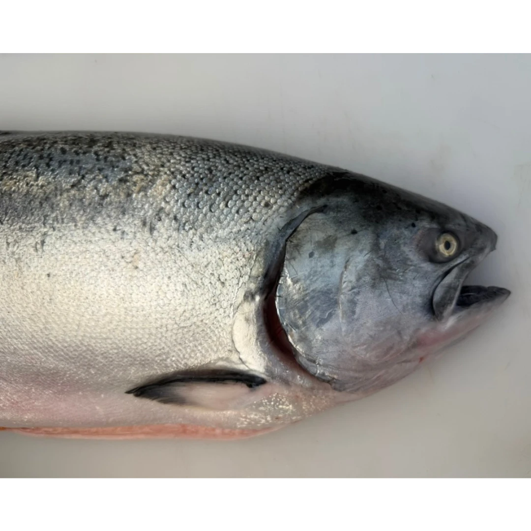 KINGU SĀMON YOSHOKU - FRESH FARMED KING SALMON - Oncorhynchus tshawytscha (6).png
