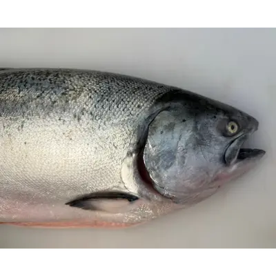 KINGU SĀMON YOSHOKU - FRESH FARMED KING SALMON - Oncorhynchus tshawytscha (6).png