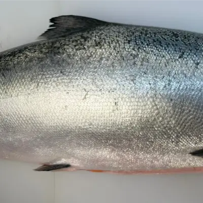 KINGU SĀMON YOSHOKU - FRESH FARMED KING SALMON - Oncorhynchus tshawytscha (5).png