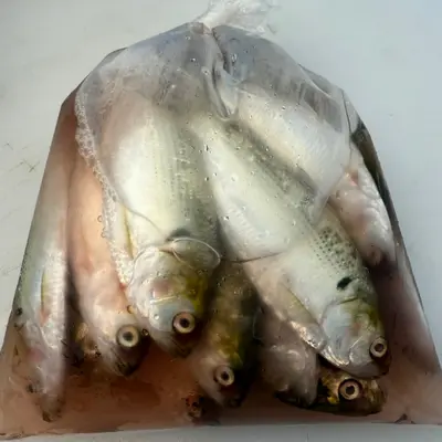新子 Shinko WHOLE 1 LB