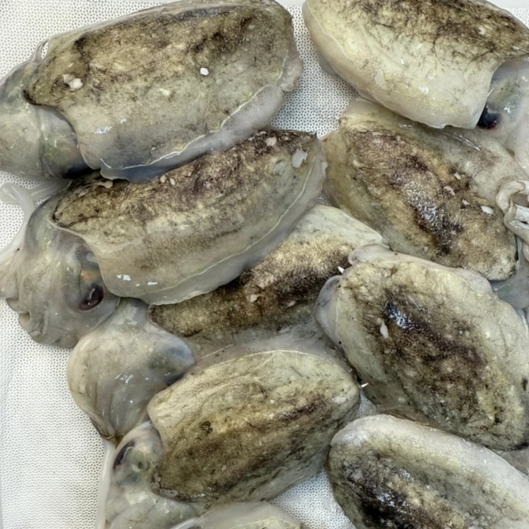 SHINIKA - FRESH WILD BABY CUTTLEFISH - Sepia esculenta.png