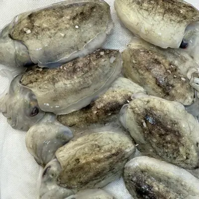 SHINIKA - FRESH WILD BABY CUTTLEFISH - Sepia esculenta.png