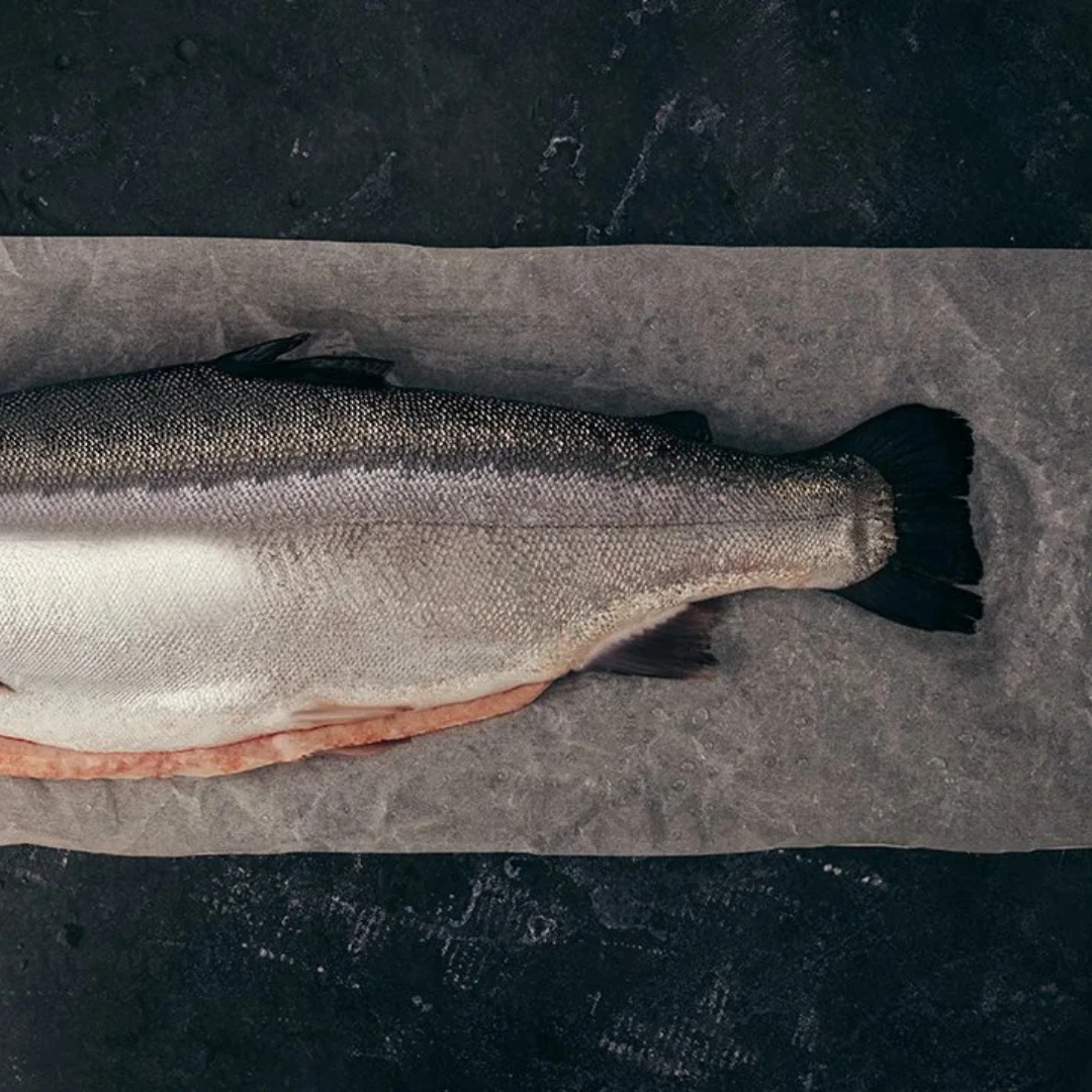 NIJIMASU - FRESH FARMED MòR SCOTTISH STEELHEAD TROUT - Oncorhynchus mykiss (3).png