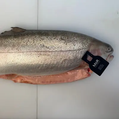 NIJIMASU - FRESH FARMED MòR SCOTTISH STEELHEAD TROUT - Oncorhynchus mykiss (4).png