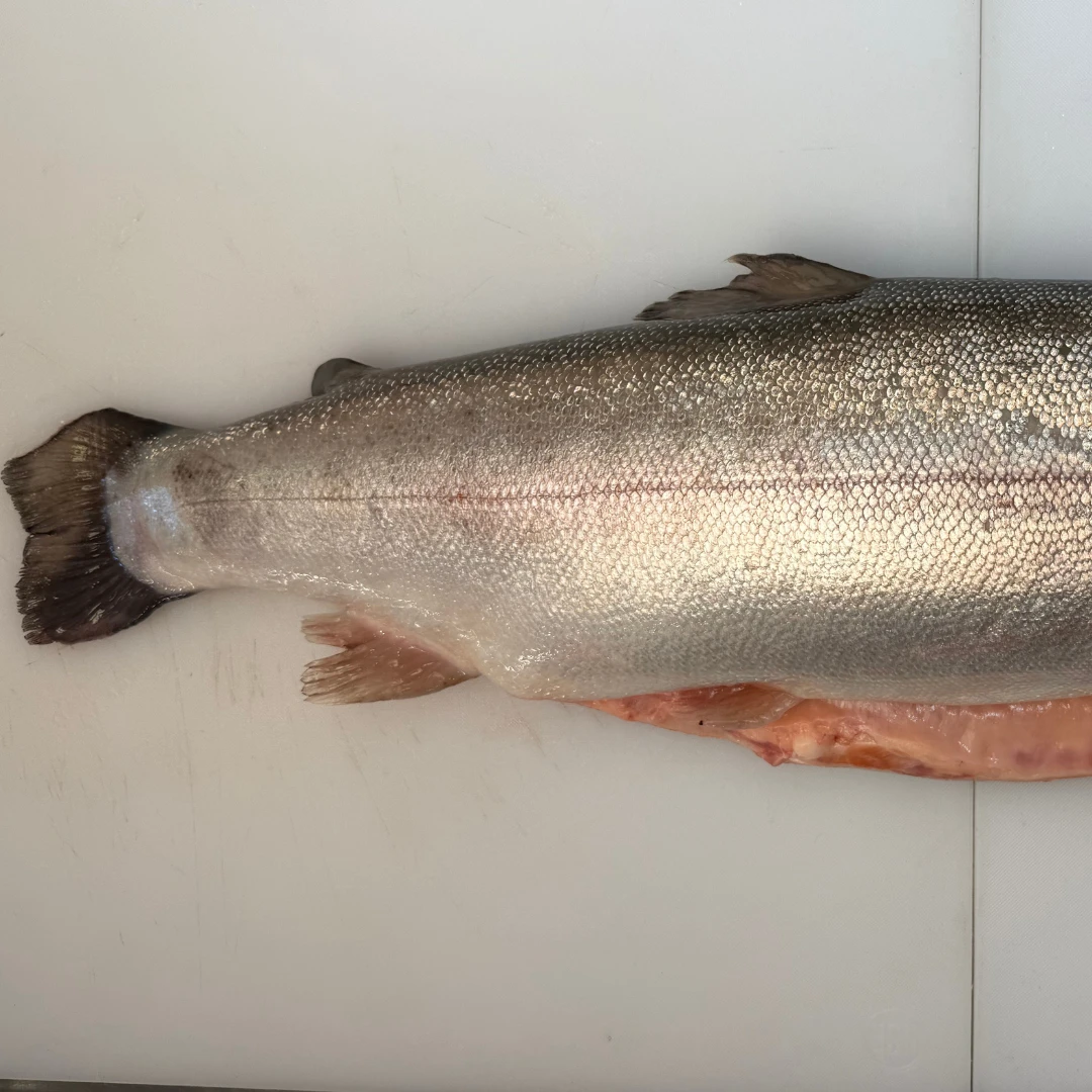 NIJIMASU - FRESH FARMED MòR SCOTTISH STEELHEAD TROUT - Oncorhynchus mykiss (5).png