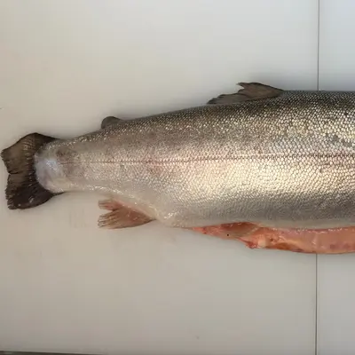 NIJIMASU - FRESH FARMED MòR SCOTTISH STEELHEAD TROUT - Oncorhynchus mykiss (5).png