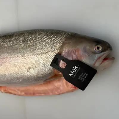 虹鱒  Nijimasu MòR SCOTTISH STEELHEAD 7 LB