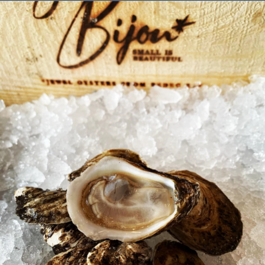 BIJOU KAKI - EAST COAST OYSTERS - Crassostrea virginica.png