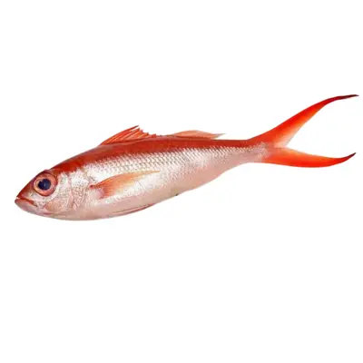 ハマダイ Hamadai WHOLE 2.5 LB