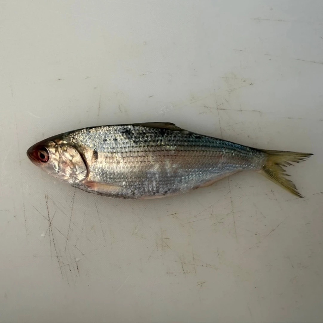 KOHADA - FRESH WILD GIZZARD SHAD - Konosirus punctatus.png