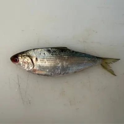 KOHADA - FRESH WILD GIZZARD SHAD - Konosirus punctatus.png