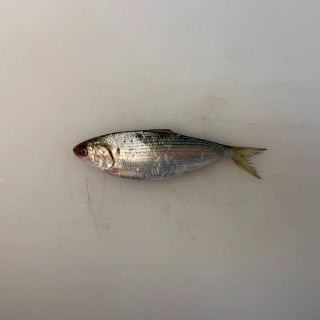 KOHADA - FRESH WILD GIZZARD SHAD - Konosirus punctatus (2).png