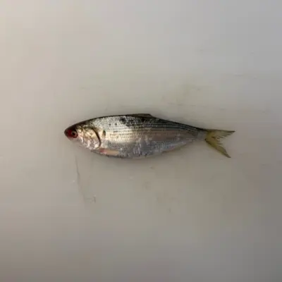 KOHADA - FRESH WILD GIZZARD SHAD - Konosirus punctatus (2).png