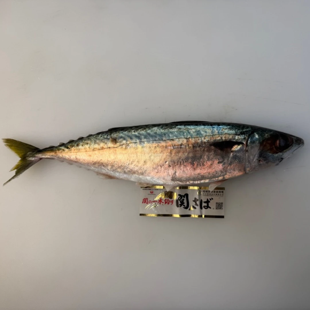 SEKI SABA - FRESH WILD MACKEREL - Scomber japonicus Houttuyn (2).png