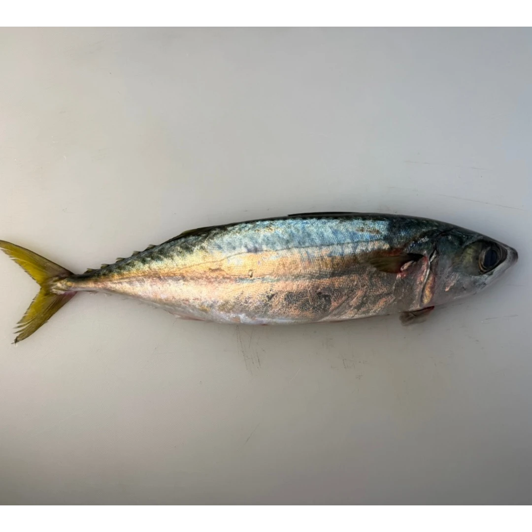 MASABA YŌSHOKU - FRESH FARMED MACKEREL - Scomber japonicus Houttuyn.png