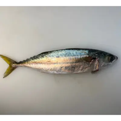 MASABA YŌSHOKU - FRESH FARMED MACKEREL - Scomber japonicus Houttuyn.png