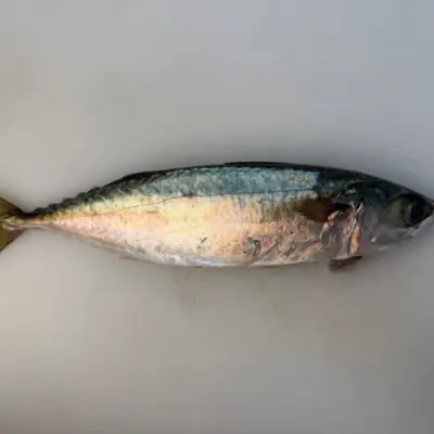 MASABA YŌSHOKU - FRESH FARMED MACKEREL - Scomber japonicus Houttuyn (2).png