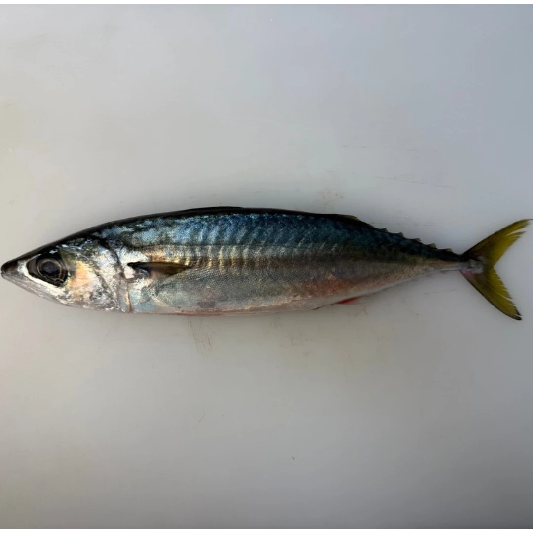 SEKI SABA - FRESH WILD MACKEREL - Scomber japonicus Houttuyn.png