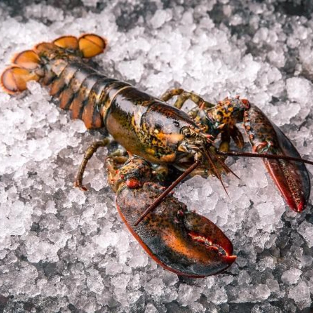 KATSU RŌBUSTĀ – LIVE WILD ATLANTIC LOBSTER – Homarus americanus.png