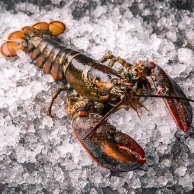 オマール海老  Lobster Chix 1 lb