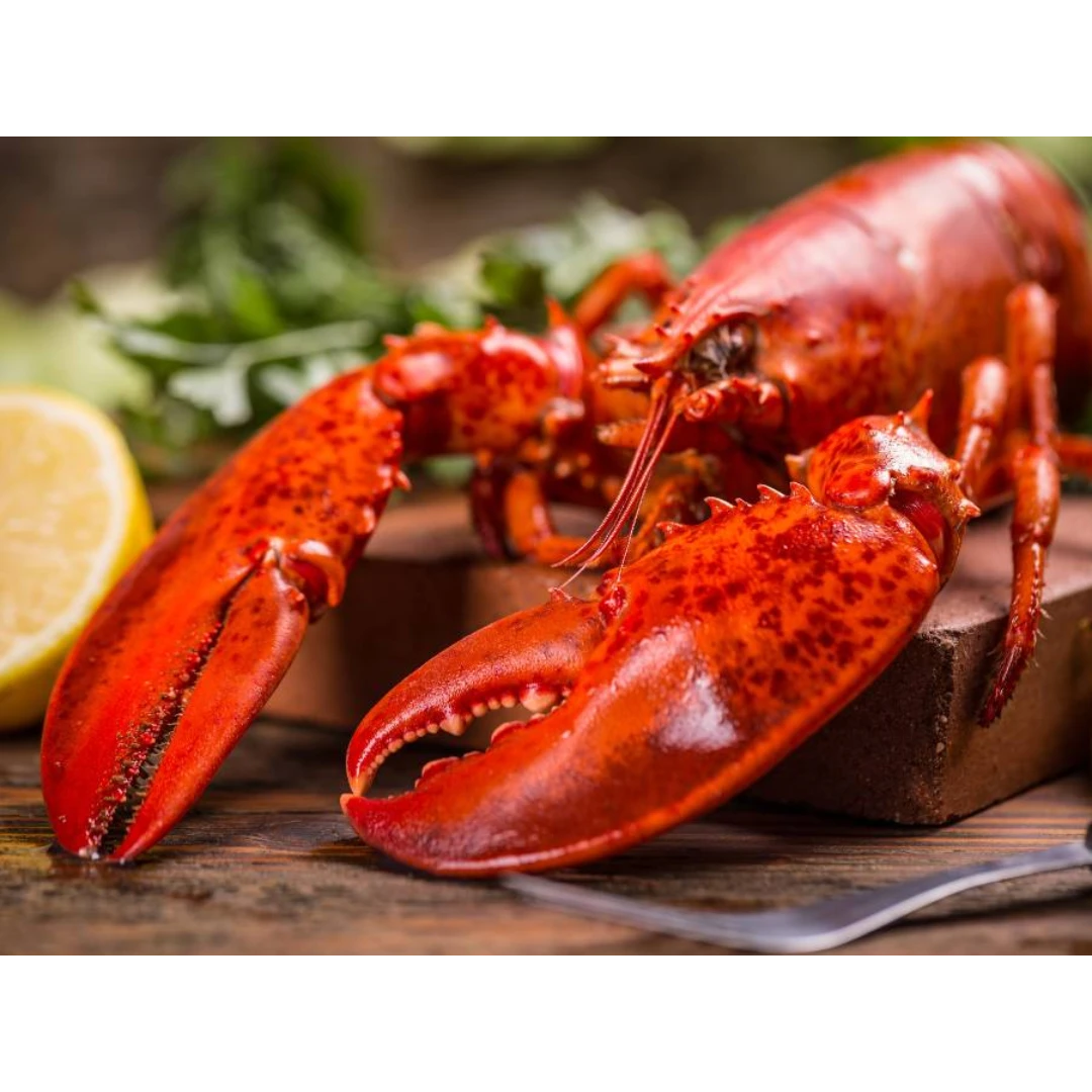 KATSU RŌBUSTĀ – LIVE WILD ATLANTIC LOBSTER – Homarus americanus (4).png