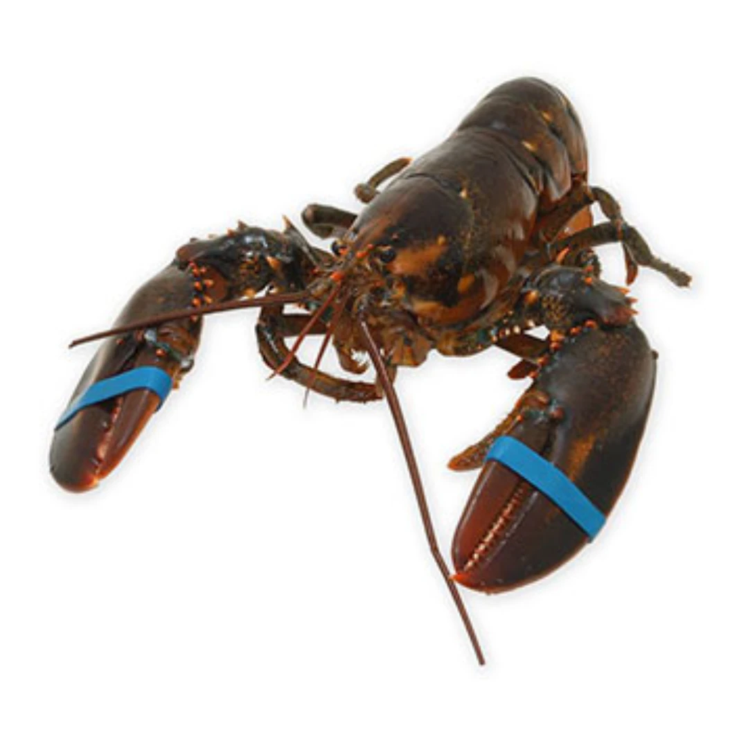 KATSU RŌBUSTĀ – LIVE WILD ATLANTIC LOBSTER – Homarus americanus (2).png