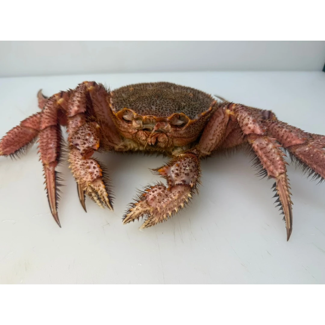 KEGANI - FRESH WILD HORSEHAIR CRAB - Erimacrus isenbeckii.png