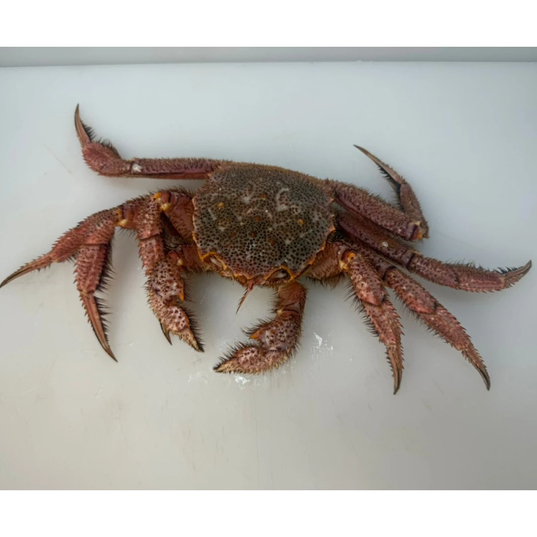 KEGANI - FRESH WILD HORSEHAIR CRAB - Erimacrus isenbeckii.png