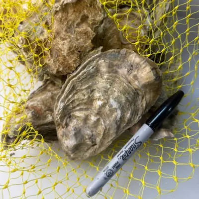 Effingham Oysters L 5dz  KAKI - BC WEST COAST OYSTERS - Crassostrea gigas.png