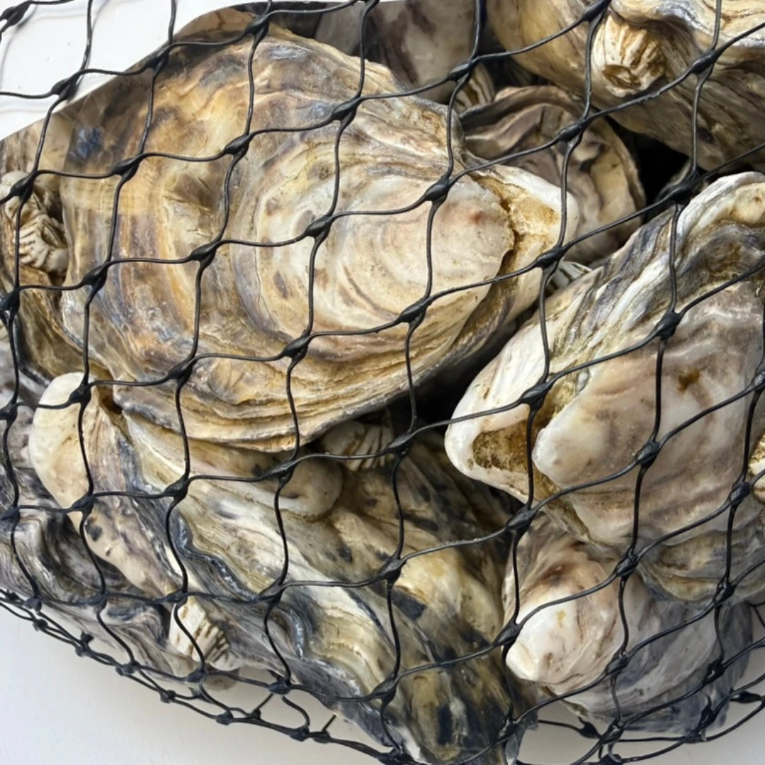Sunseeker Oysters XS 5dz KAKI - BC WEST COAST OYSTERS - Crassostrea gigas.png